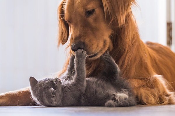 Pharmacie de Noailles